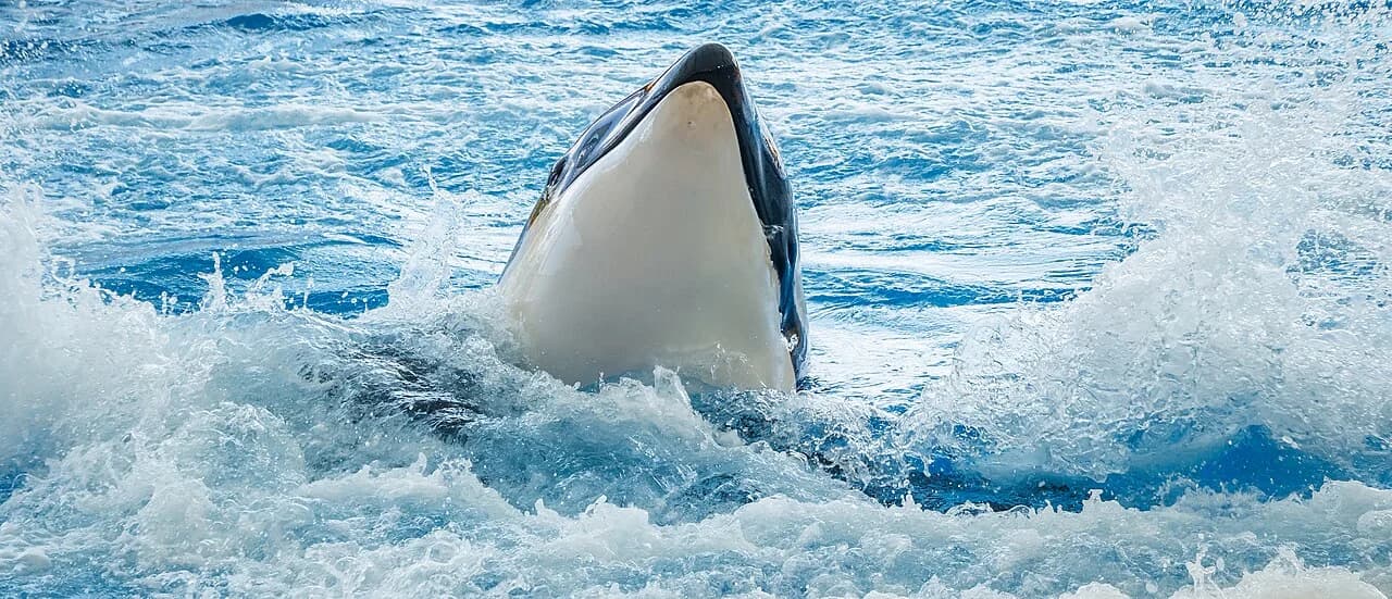 Orque dans un bassin de Loro Parque, à Puerto de la Cruz