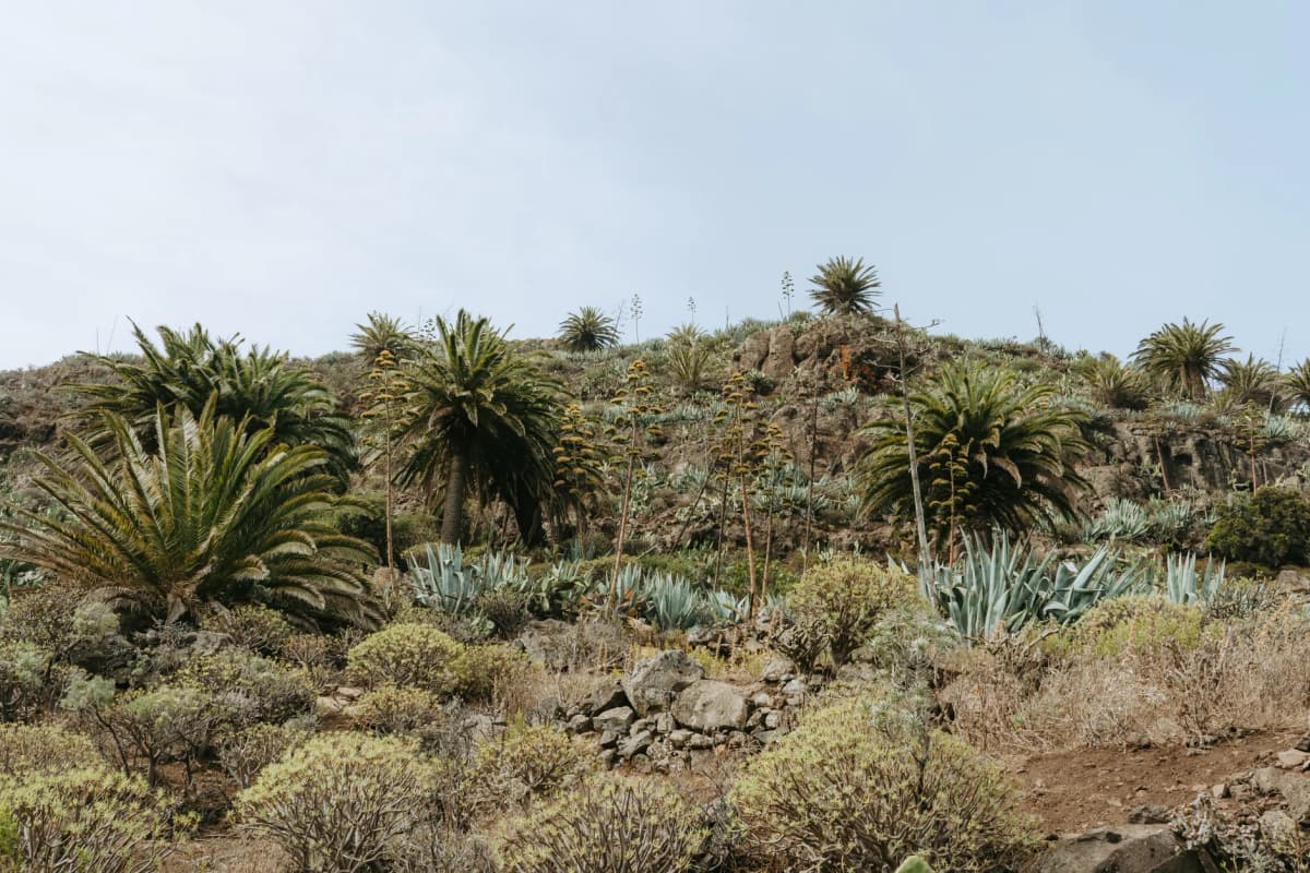 Explore the rugged beauty of La Gomera with palms and agave under a clear summer sky.