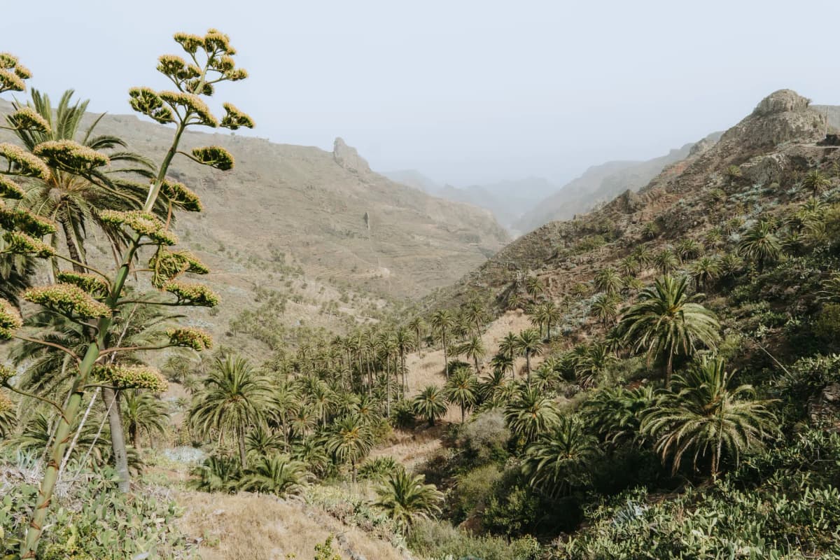 Breathtaking view of Degollada de Peraza in La Gomera with lush palm trees and rugged terrain.