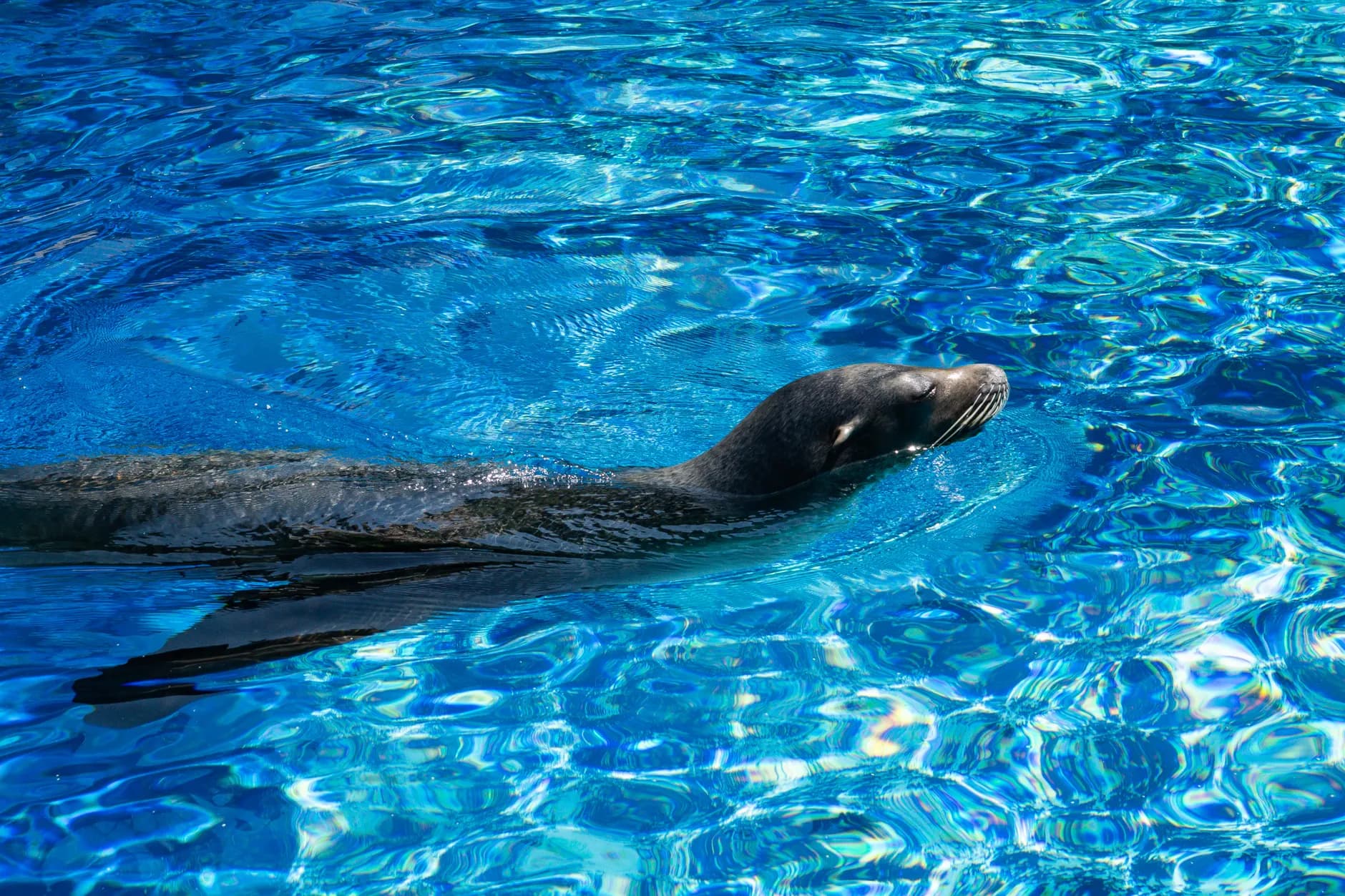 Loro Parque : organiser votre journée à Puerto de la Cruz